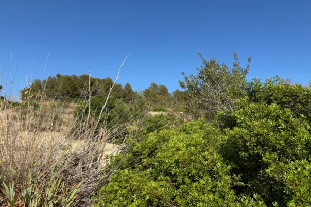 plot in Benissa