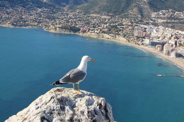 Peñon de Ifach - Taking a Hike up Calpe Rock