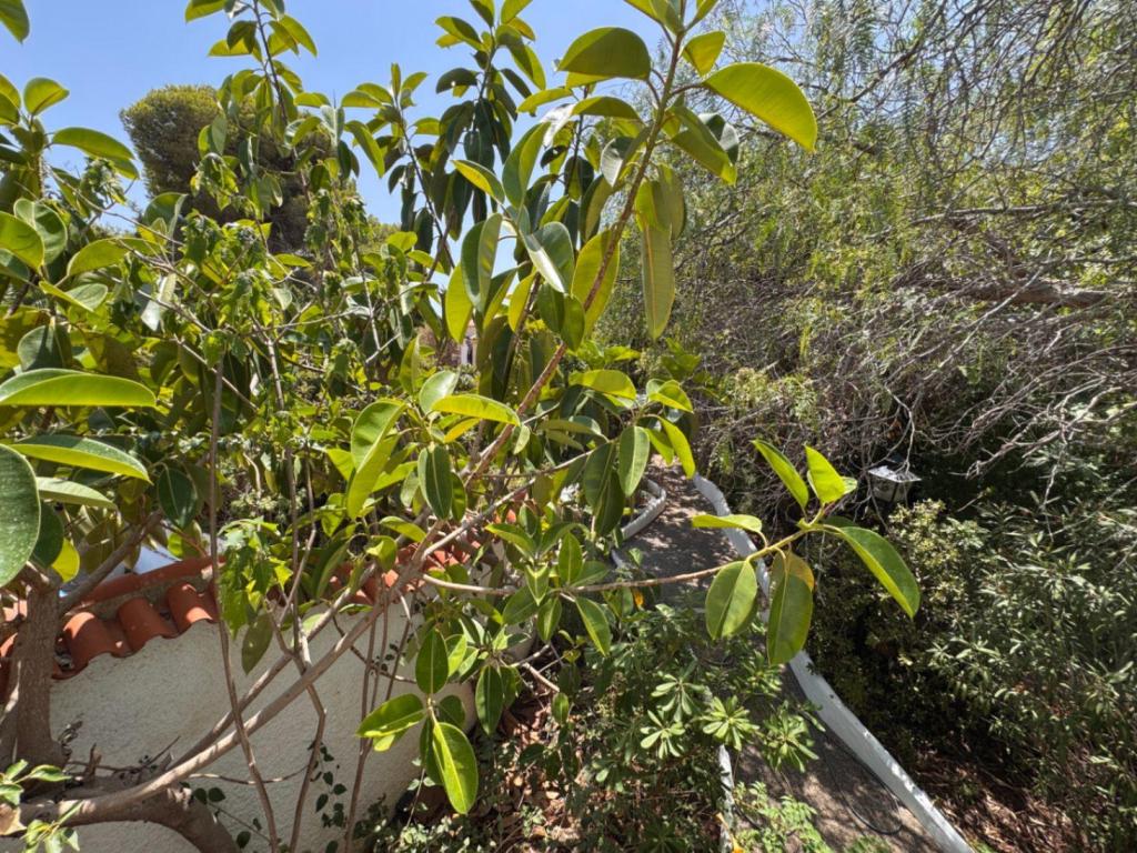 6 bed villa in Benissa
