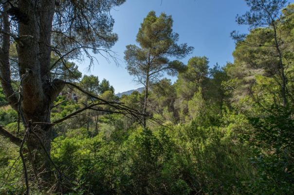 plot in Jávea