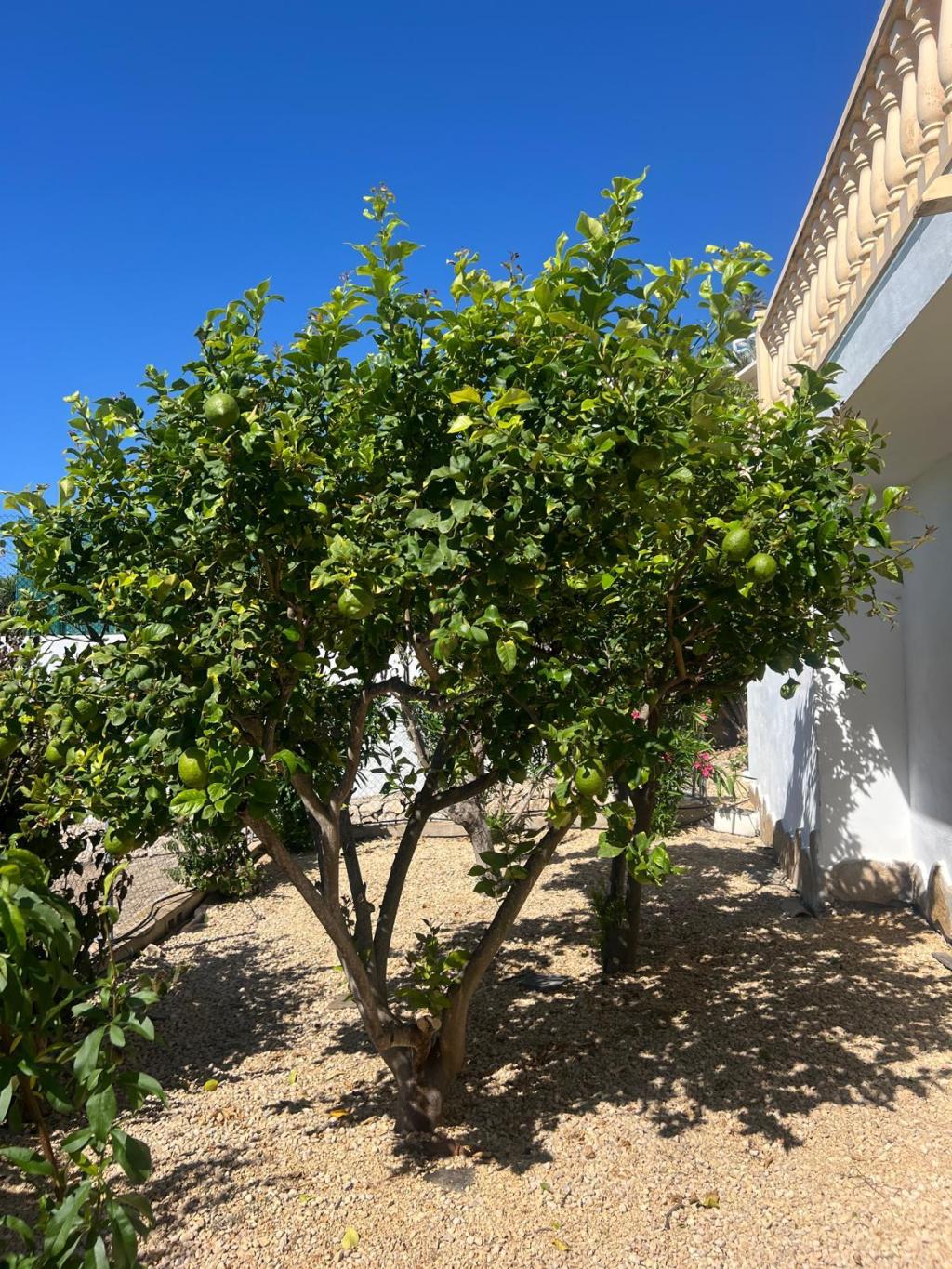 4 bed villas in Moraira