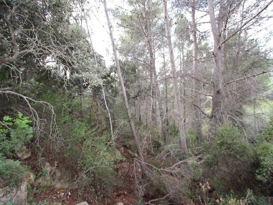 plot in Benigembla