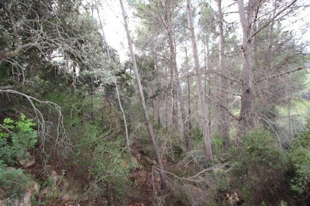 plot in Benigembla
