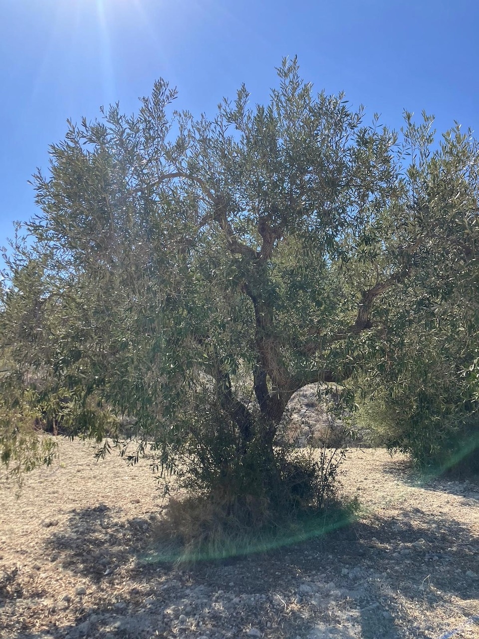 plots of land in Benissa