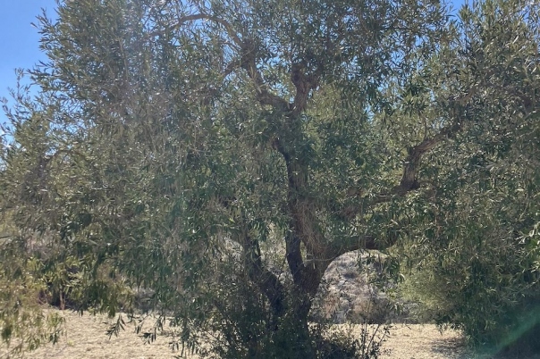 plots of land in Benissa