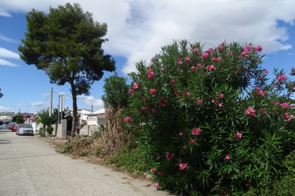 parcela in Teulada