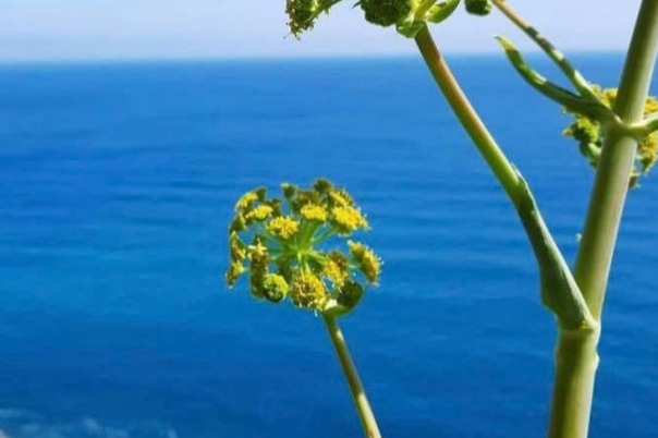 Which Moraira Beach Should You Visit? Beaches and Coves Compared