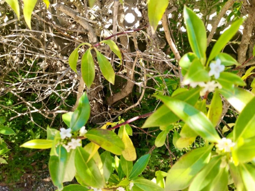 4 bed villa in Jávea