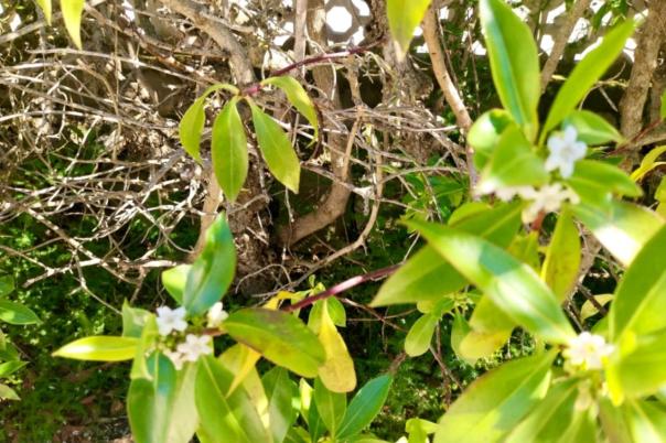 4 bed villa in Jávea