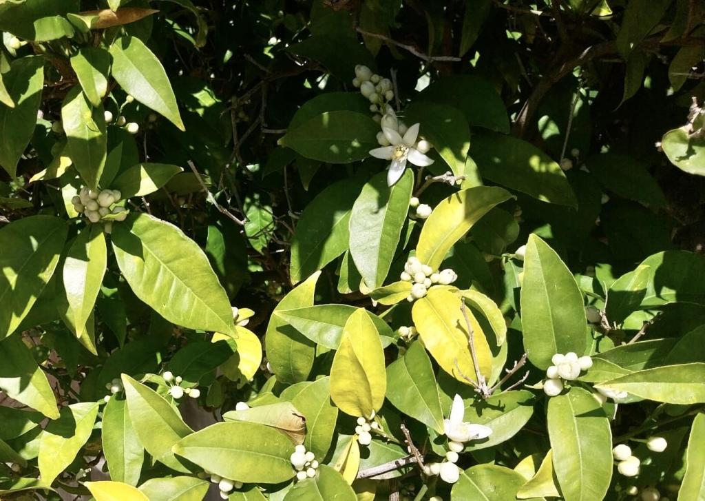 4 bed villa in Jávea