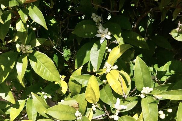 4 bed villa in Jávea