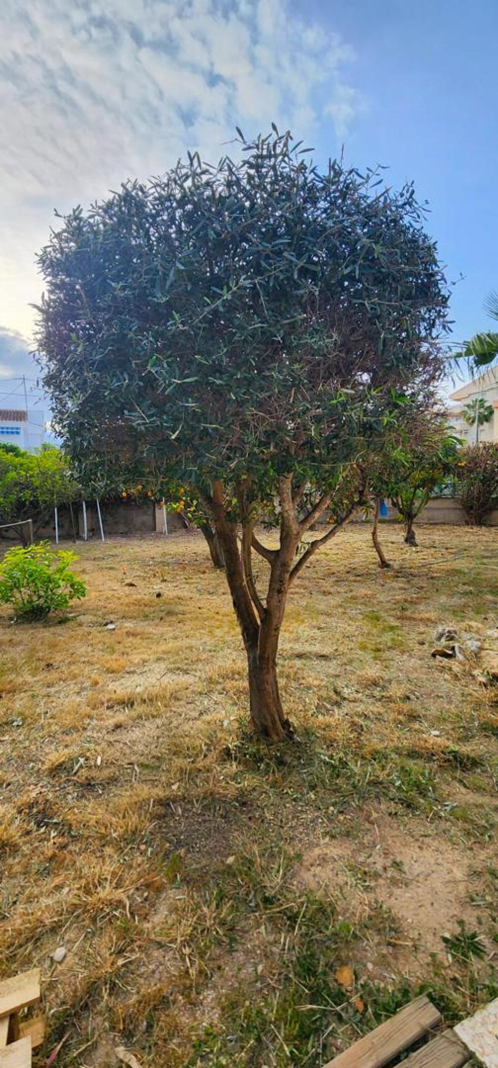3 bed villa in Albir