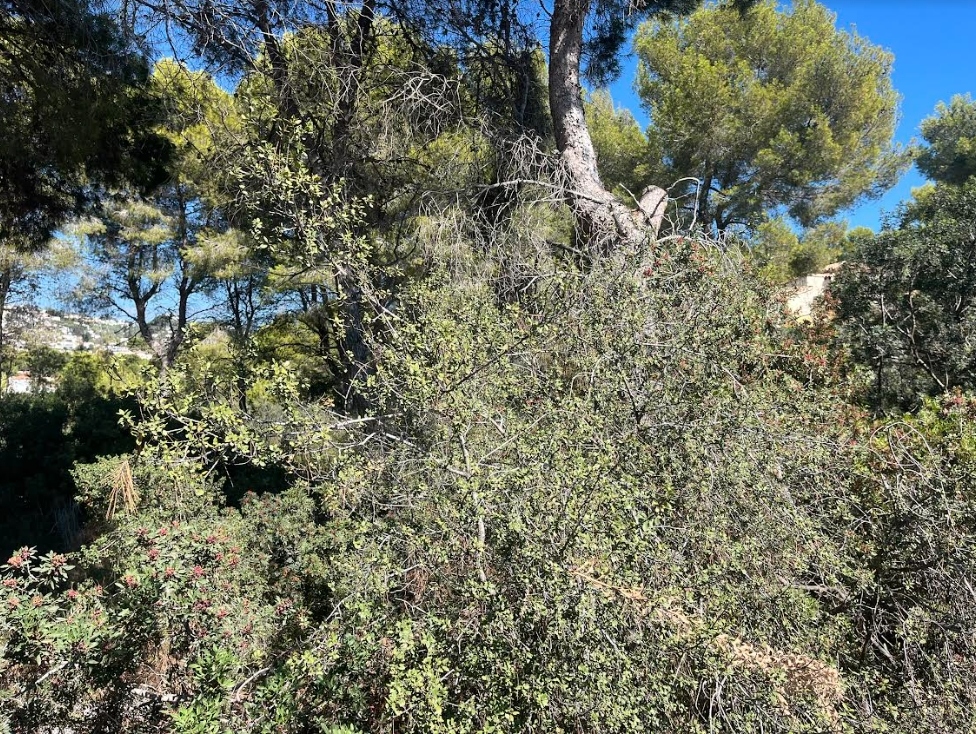 plot in Benissa