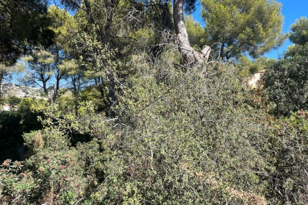 plot in Benissa