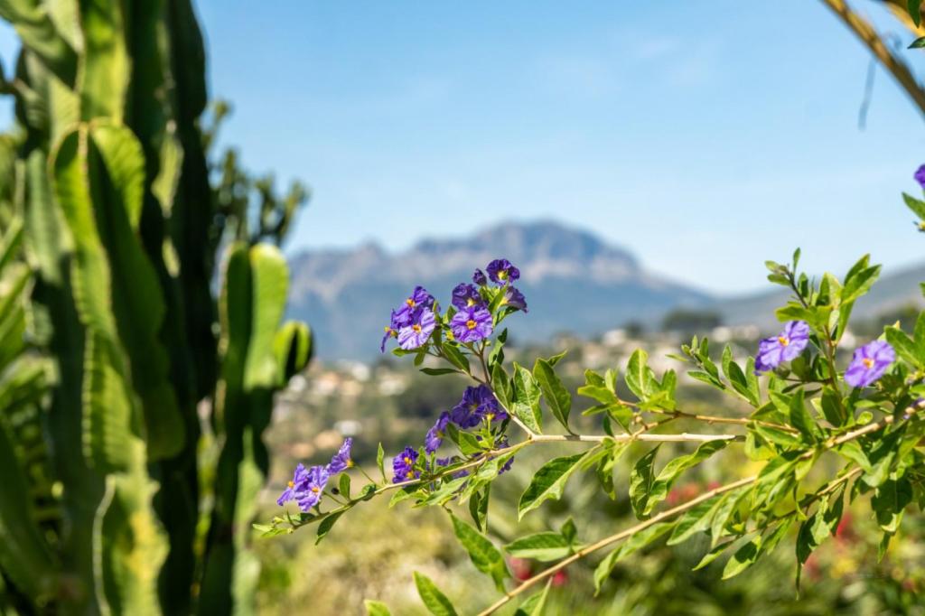 3 bed finca in Benissa