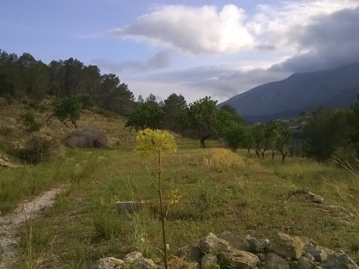 plot in Benissa