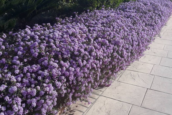 Charlesworth Gardens - Landscape Gardening & Garden Design