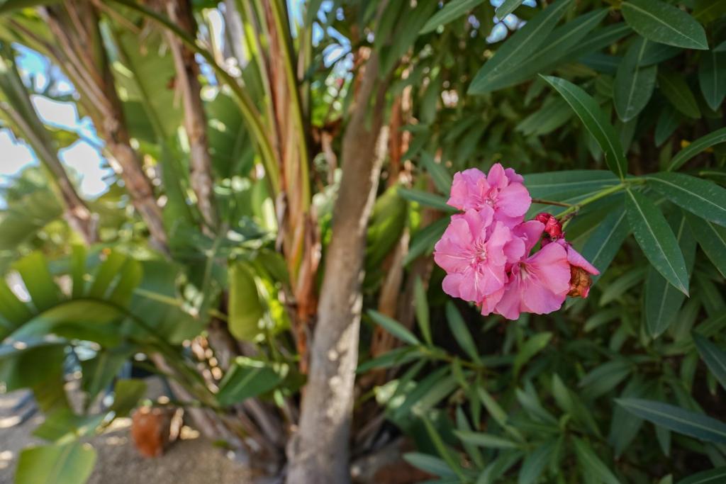 3 bed villa in Jávea