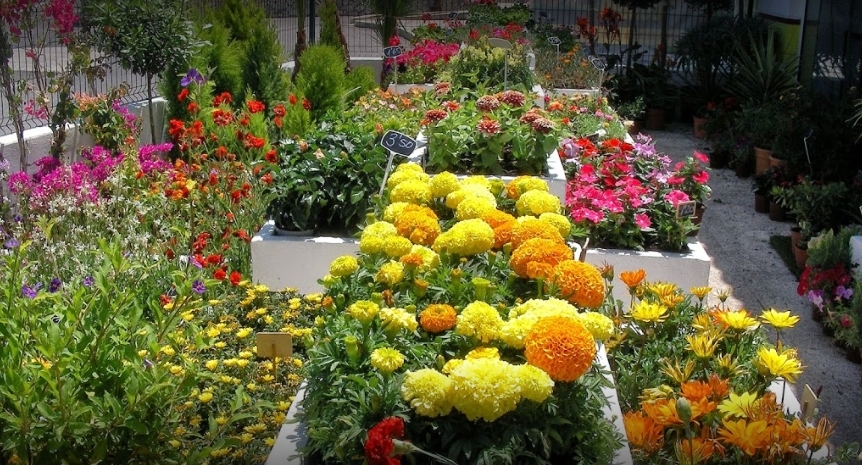 IDEAGARDEN CENTER