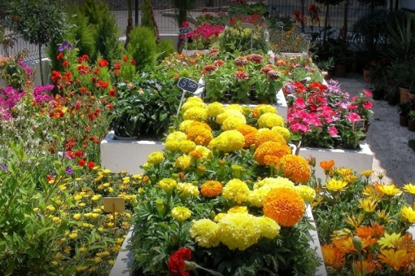 IDEAGARDEN CENTER