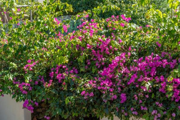 4 bed villas in Javea