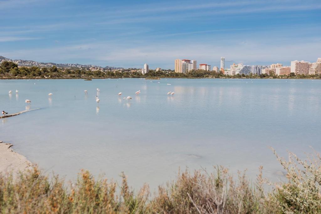 apartments - flats in Calpe