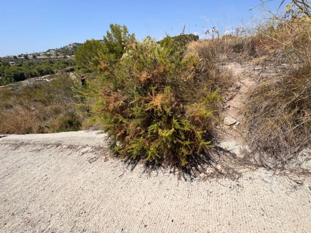 plot in Teulada