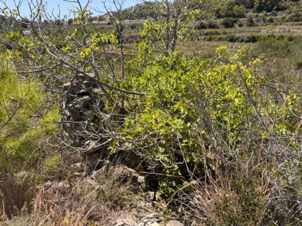 plot in Teulada