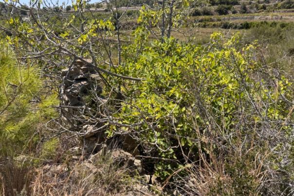 plot in Teulada