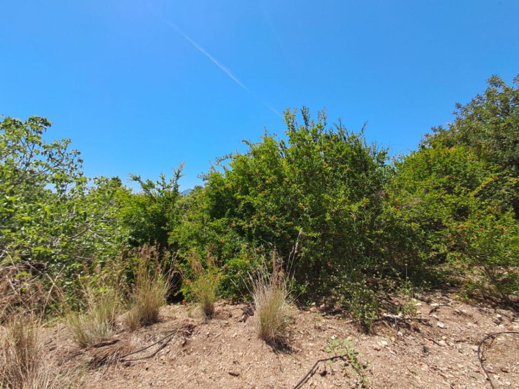 plot in Altea