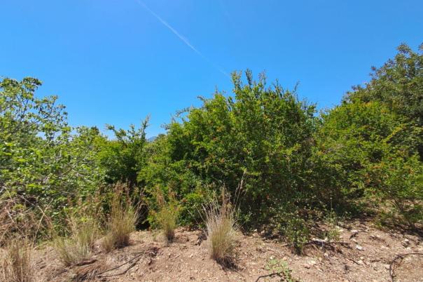 plot in Altea