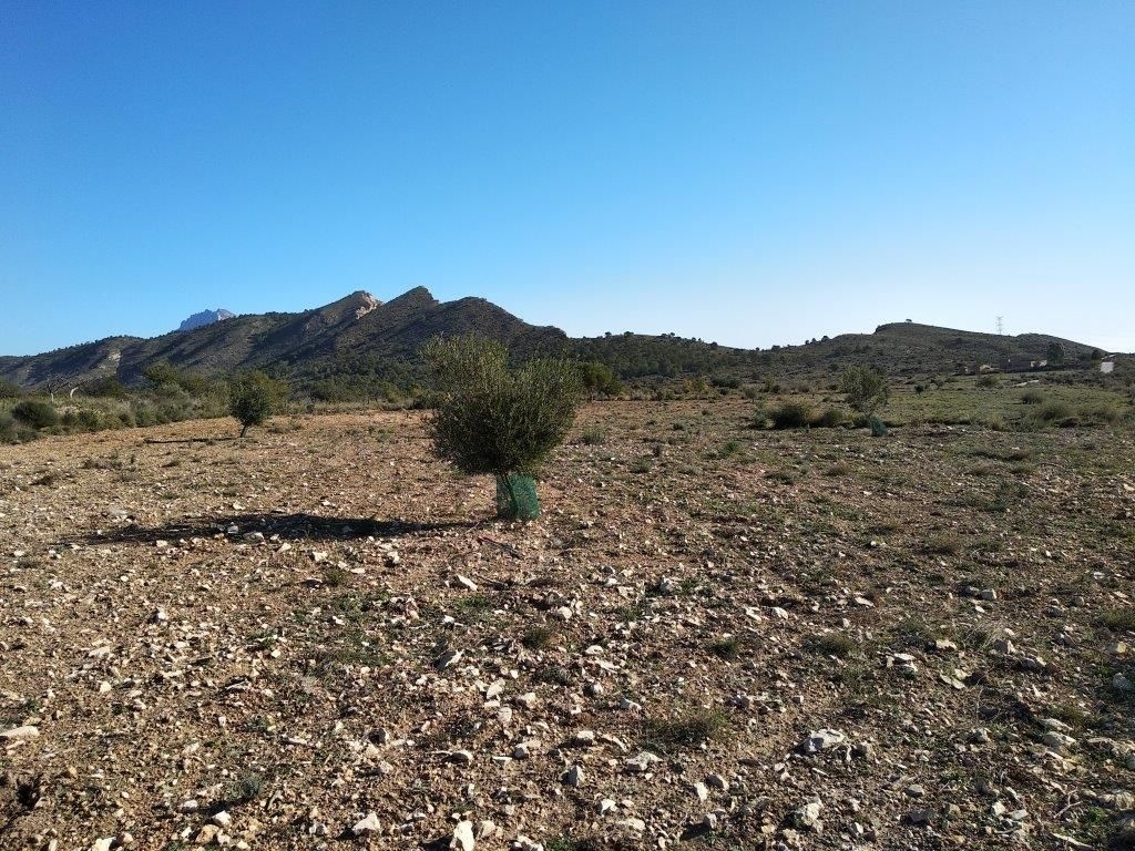parcela in Relleu