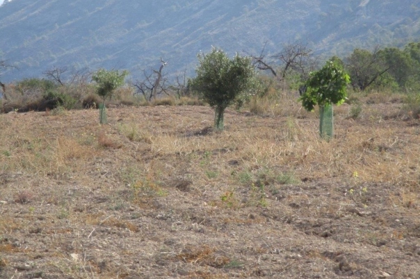 parcela in Relleu