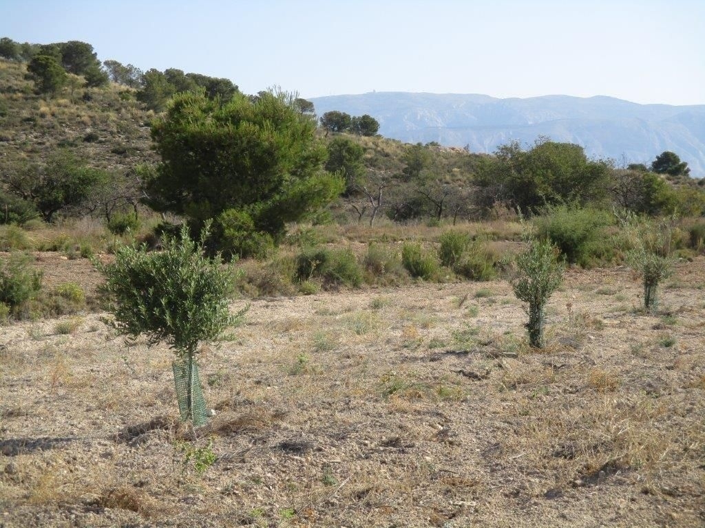 parcela in Relleu