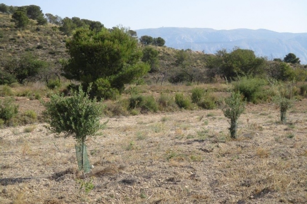 parcela in Relleu