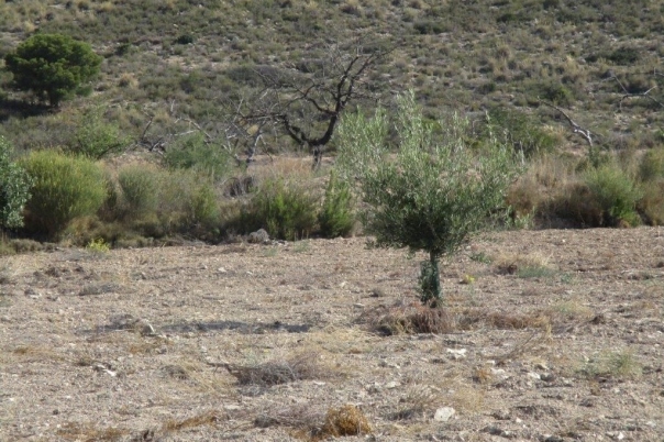 parcela in Relleu