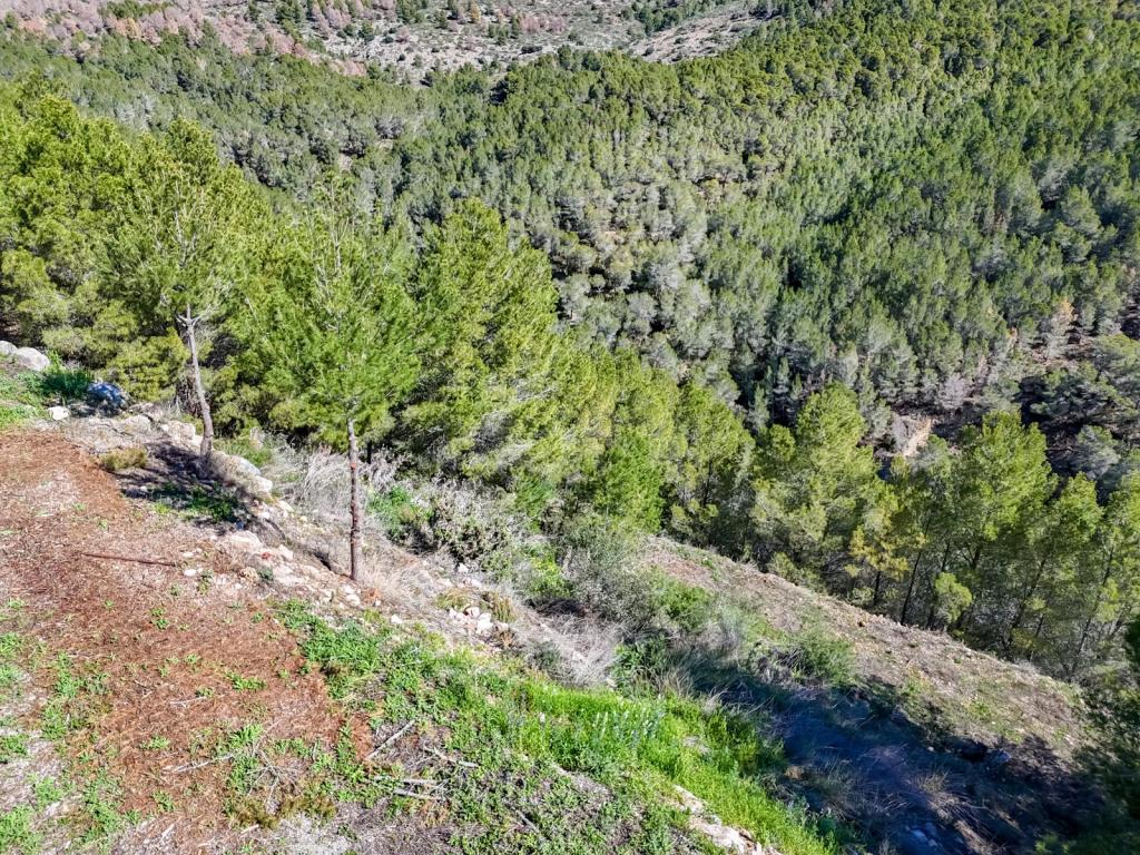 plot in Altea