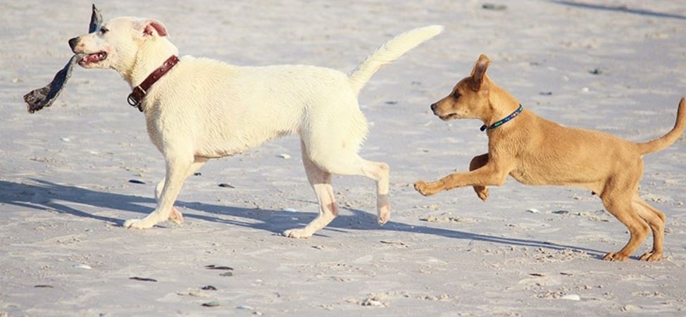 APASA Asociación Protectora de Animales - Dog Shelter