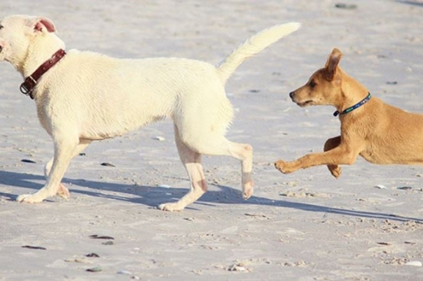 APASA Asociación Protectora de Animales - Dog Shelter