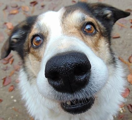 APASA Asociación Protectora de Animales - Dog Shelter