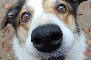 APASA Asociación Protectora de Animales - Dog Shelter