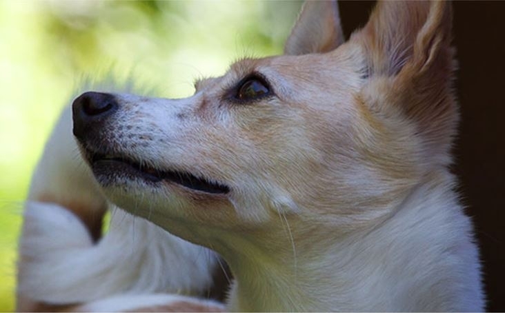 APASA Asociación Protectora de Animales - Dog Shelter