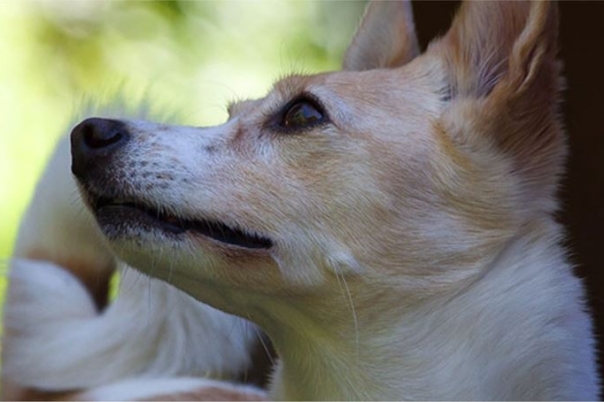 APASA Asociación Protectora de Animales - Dog Shelter