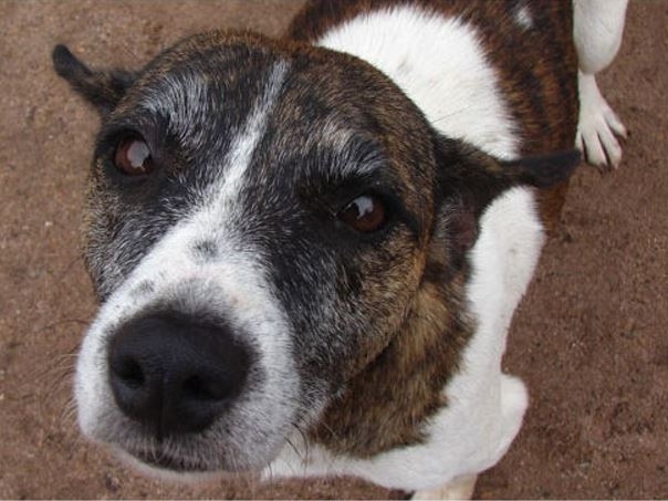 APASA Asociación Protectora de Animales - Dog Shelter