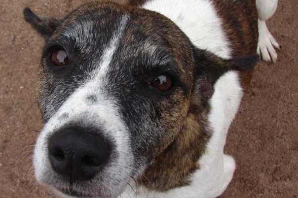 APASA Asociación Protectora de Animales - Dog Shelter