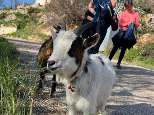 Euro Goat Trekkers - Guided walks with Goats on the Costa Blanca