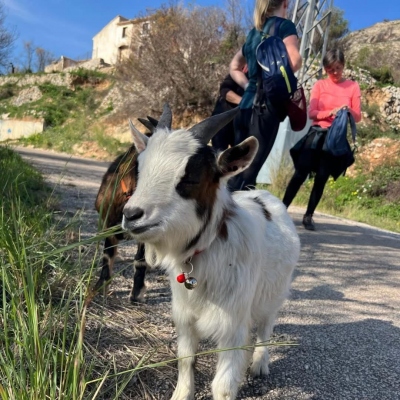 Euro Goat Trekkers - Guided walks with Goats on the Costa Blanca