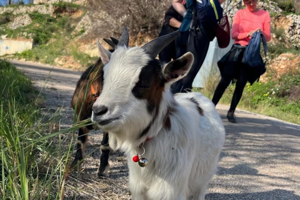 Trekkers walking alongside goats on Costa Blanca trail