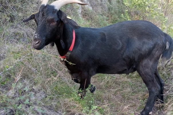 Euro Goat Trekkers - Guided walks with Goats on the Costa Blanca