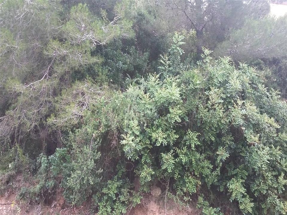 plot in Benitachell